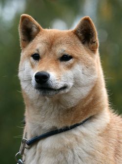 picture of dog