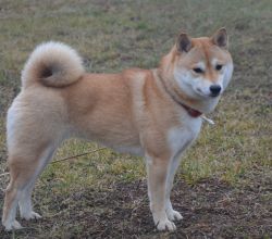 picture of dog