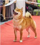 picture of dog