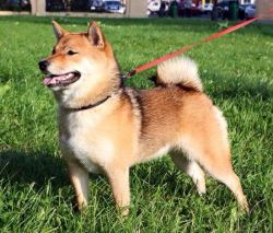 picture of dog
