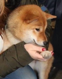 picture of dog
