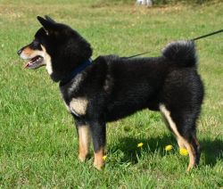 picture of dog