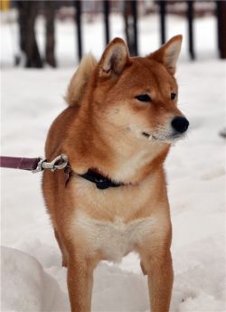 picture of dog