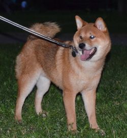 picture of dog