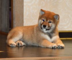picture of dog