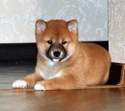 picture of dog