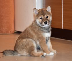picture of dog