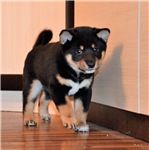 picture of dog