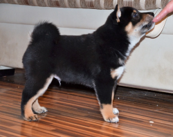 picture of dog