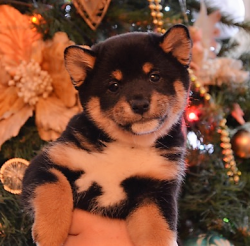 picture of dog