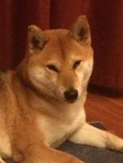 picture of dog