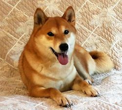 picture of dog