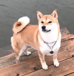 picture of dog