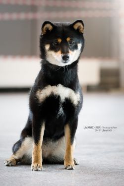 picture of dog