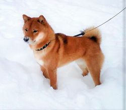 picture of dog