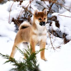 picture of dog