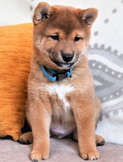 picture of dog