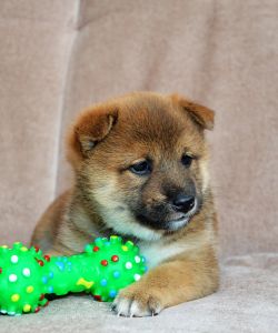 picture of dog