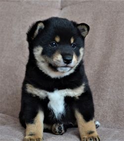 picture of dog
