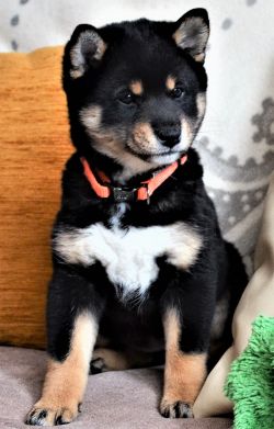 picture of dog