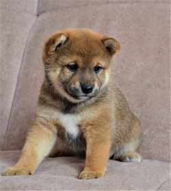 picture of dog