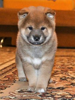 picture of dog