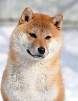 picture of dog
