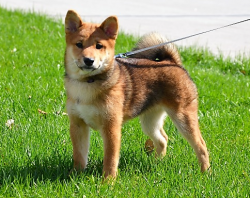 picture of dog