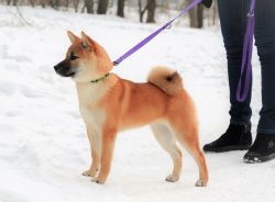 picture of dog
