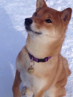 picture of dog