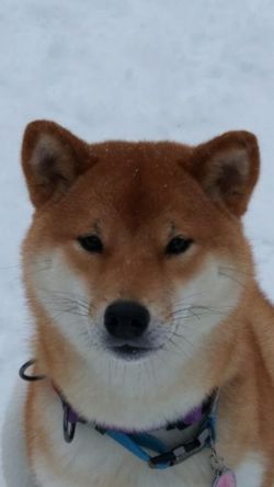 picture of dog