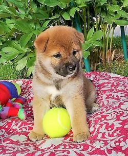 picture of dog
