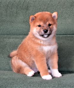 picture of dog