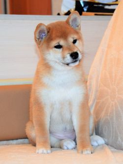 picture of dog