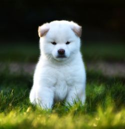 picture of dog