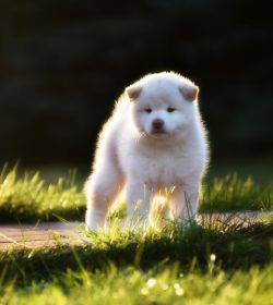 picture of dog