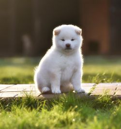 picture of dog