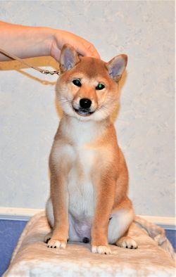 picture of dog