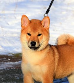 picture of dog