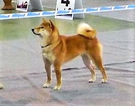 picture of dog