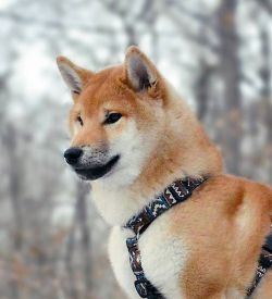 picture of dog
