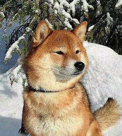 picture of dog