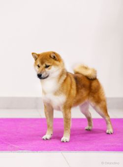 picture of dog