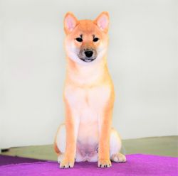 picture of dog
