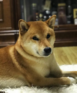 picture of dog