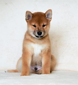 picture of dog