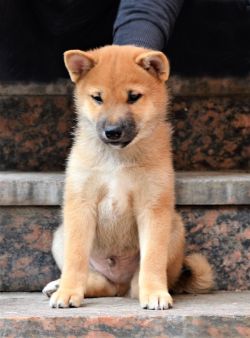 picture of dog