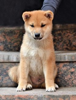 picture of dog