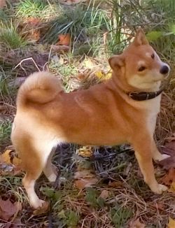 picture of dog