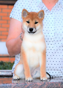 picture of dog